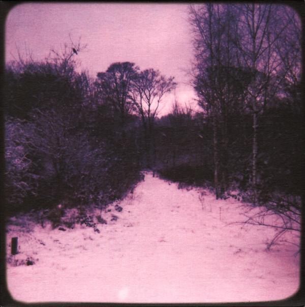 Blue Roses  - Doubtful Comforts